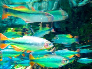 colour photograph of fish underwater, images slightly distorted, by Michael O'Neill