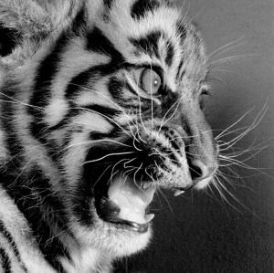 Black and white photograph of a tiger cub snarling by Michael O'Neill