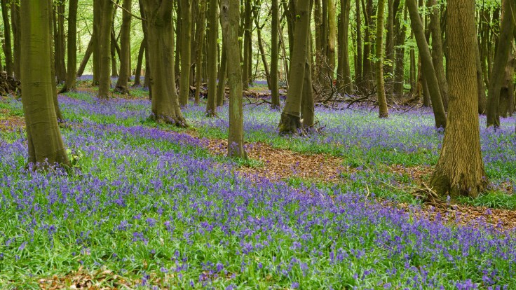 Bluebells, Ashridge Estate, 2015