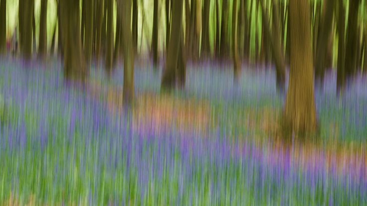 Bluebells_ICM,_Ashridge_Estate,_2015