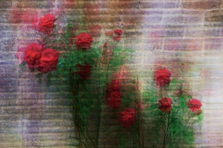 ROSES AT THE WALL_MG_8705