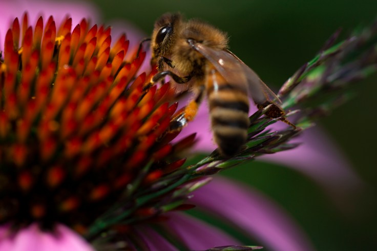 echinacea and honey bee_MG_9583