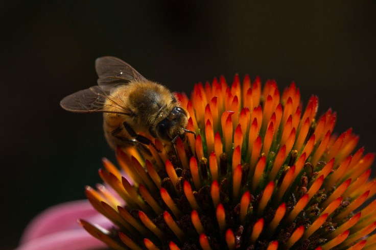 echinacea and honey bee_MG_9746